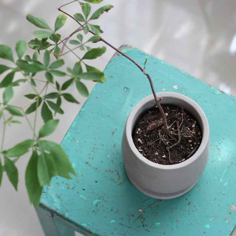 Sarah Express Round Cement Flower Pot - Desktop Planter for Home & Office