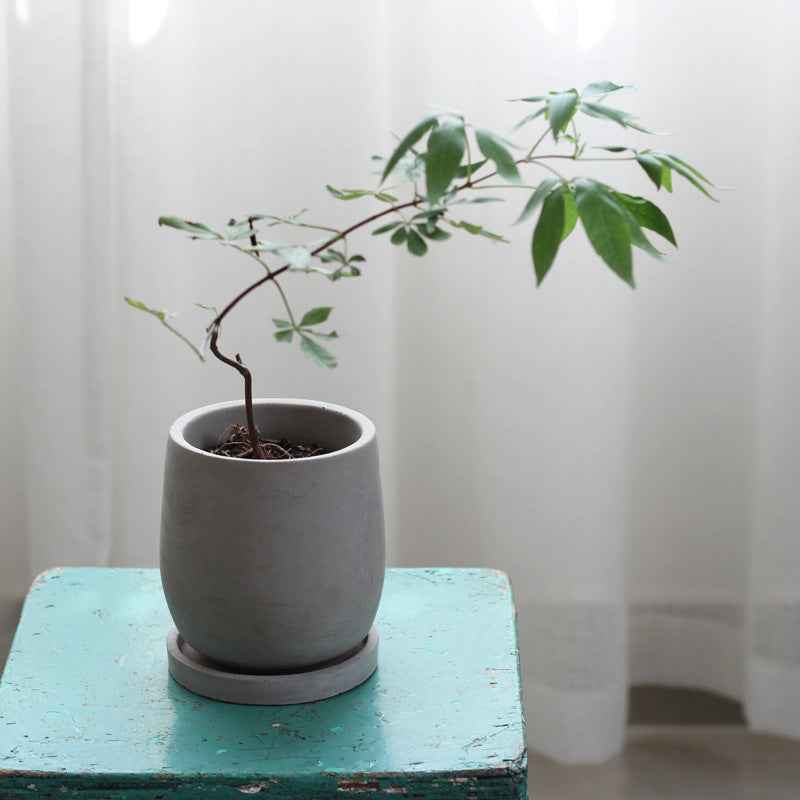 Sarah Express Round Cement Flower Pot - Desktop Planter for Home & Office